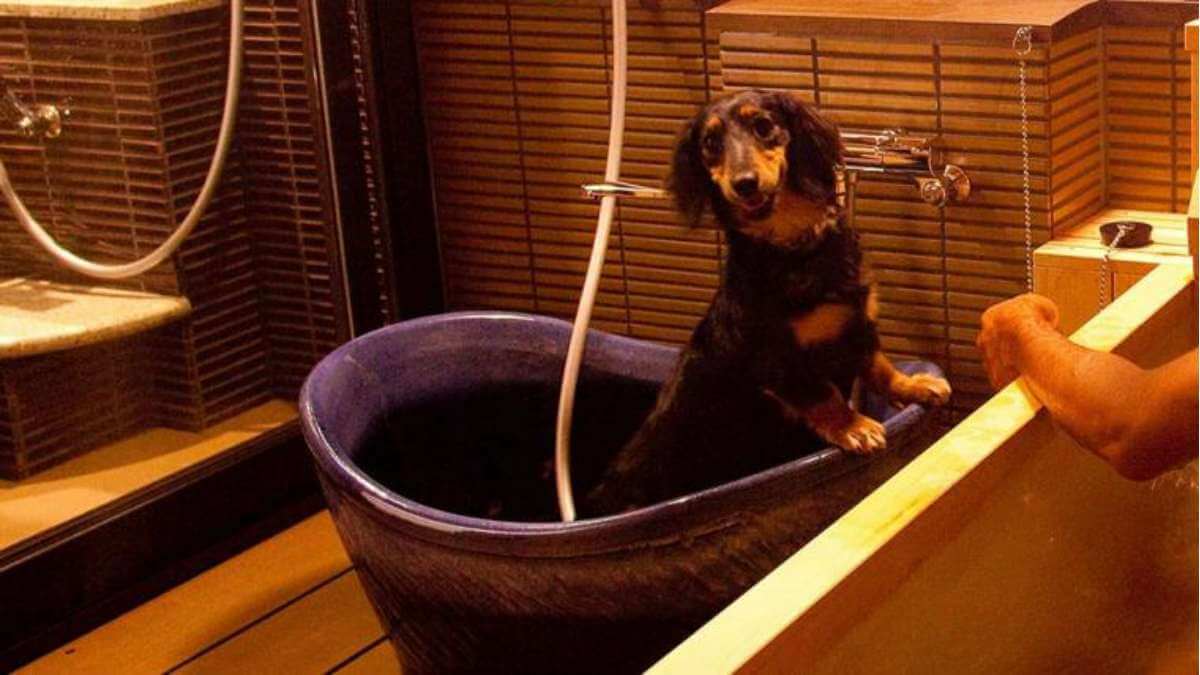 関西 ペットと泊まれる人気宿ランキングtop10