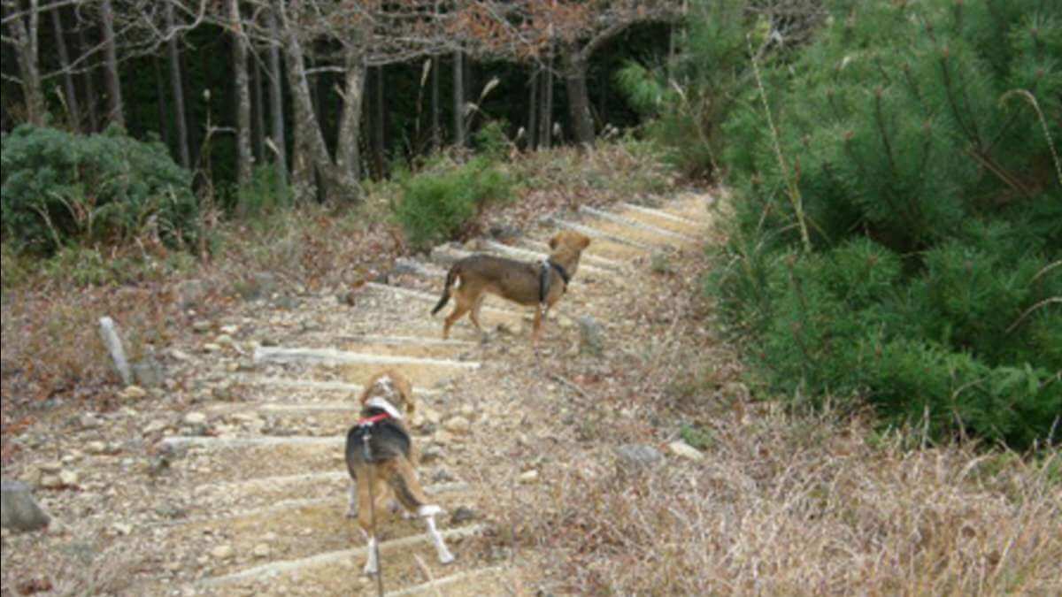 川湯温泉 温泉民宿 大村屋 熊野古道ドッグウォーク