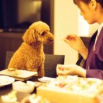 【九州】ペットと泊まれる人気宿ランキングTOP10