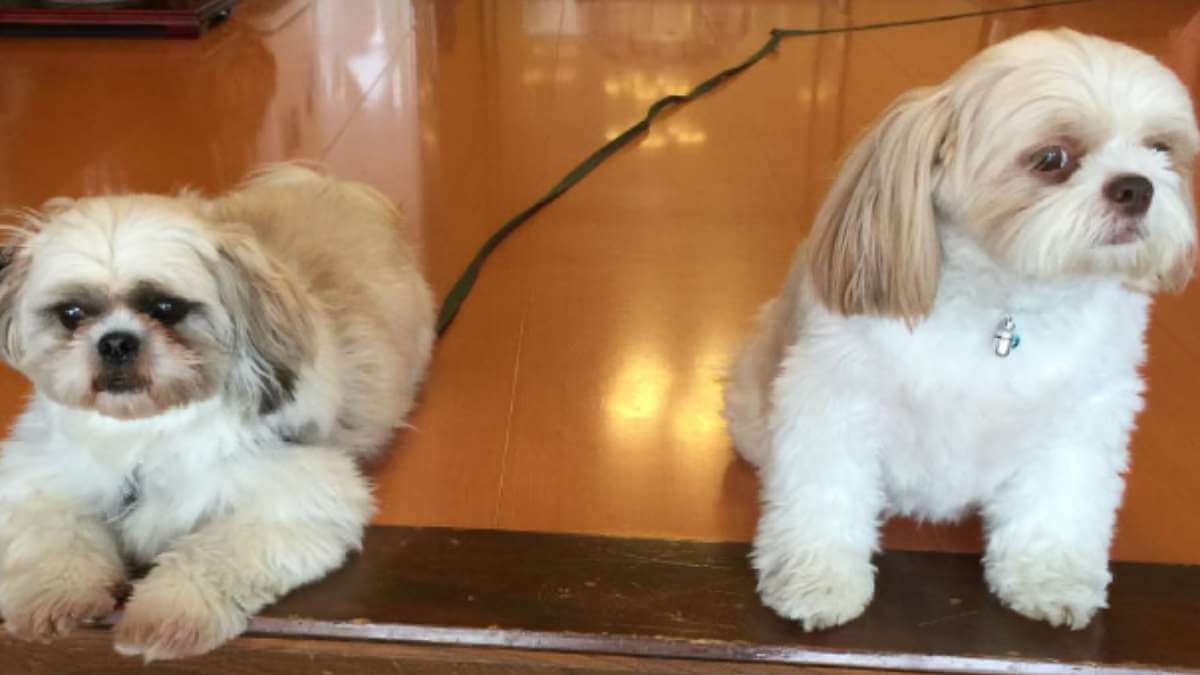 東北のペットと泊まれる宿ランキング