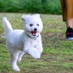 【北海道】ペットと泊まれる人気宿ランキングTOP8