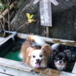 【伊豆】ペットと泊まれる人気宿ランキングTOP9